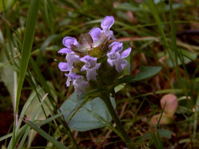 Prunella vulgaris, 2015-07-08, Mount Lebanon, 03