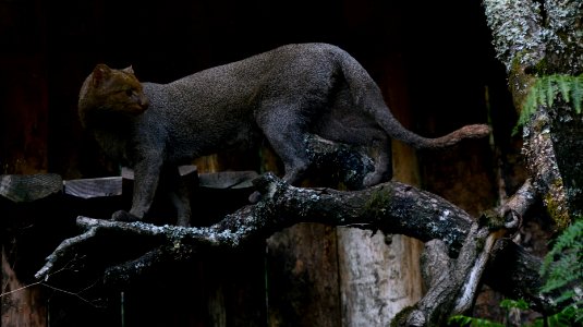 Puma yagouaroundi Pont-Scorff Zoo 17082015 2