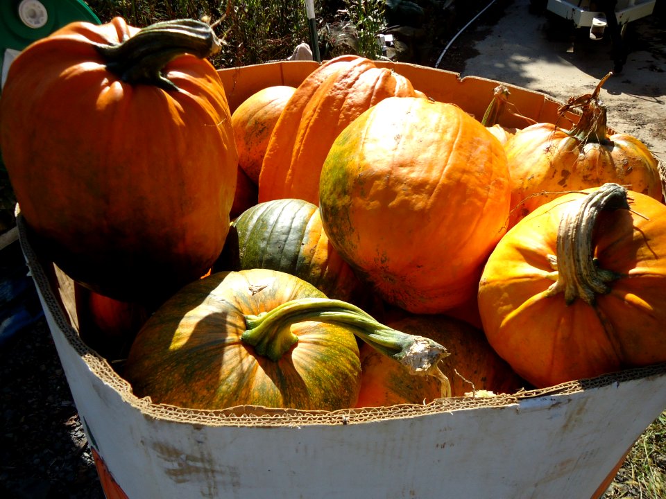 Pumpkins at Hillview Farms in New Jersey October 2016