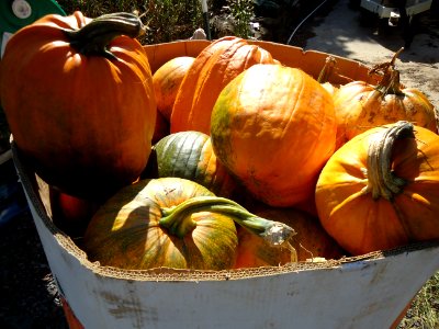 Pumpkins at Hillview Farms in New Jersey October 2016