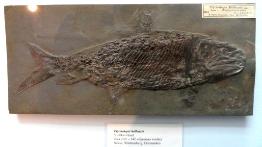 Ptycholepis bollensis - Fossils in the Arppeanum - DSC05529