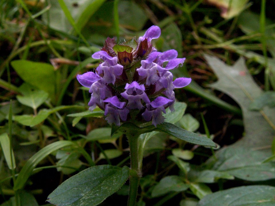 Prunella vulgaris, 2015-07-08, Mount Lebanon, 05