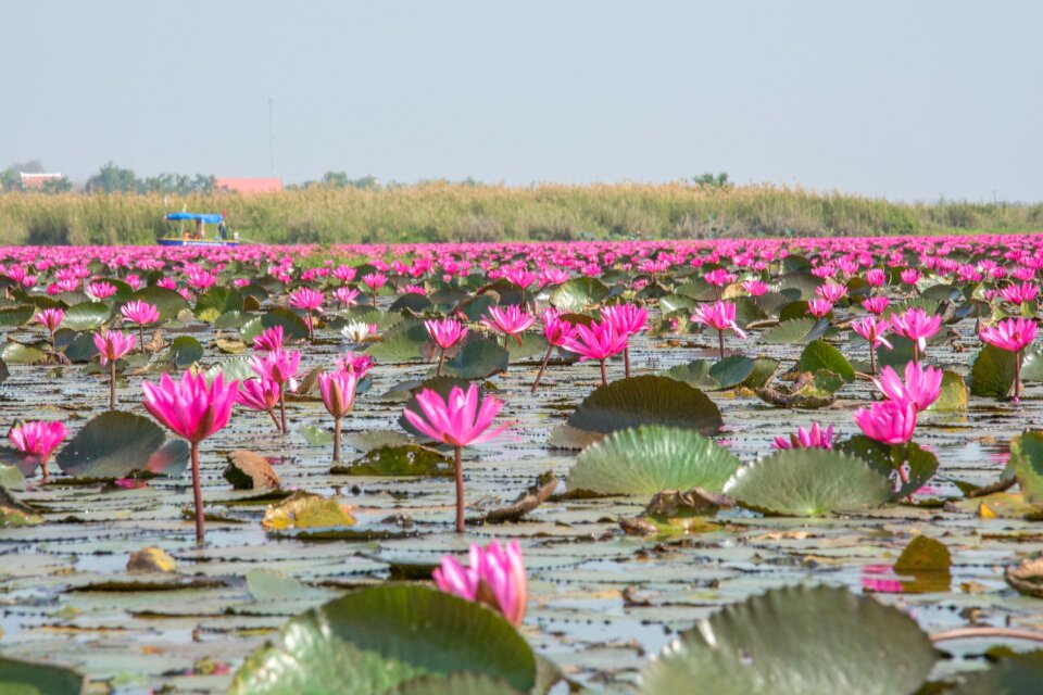Natural flower blossom