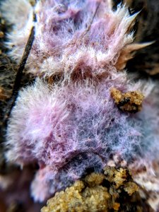Punctularia atropurpurascens 59872336