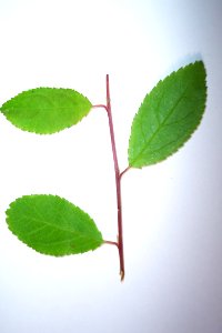 Prunellier(0)a