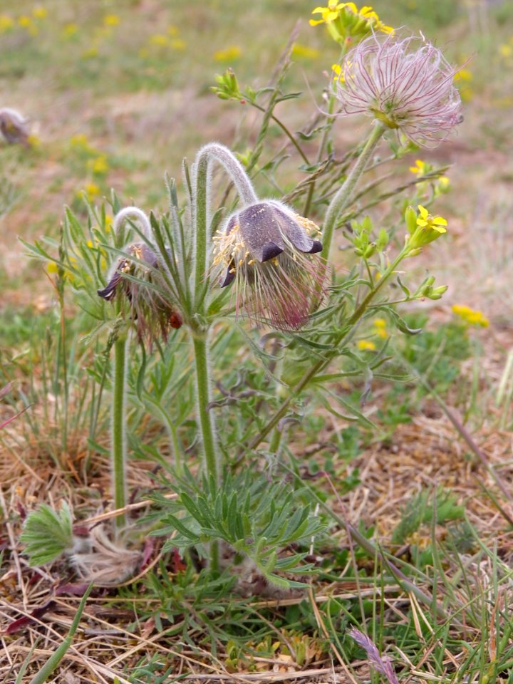 Pulsatilla pratensis - Číčov nature reserve