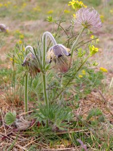 Pulsatilla pratensis - Číčov nature reserve