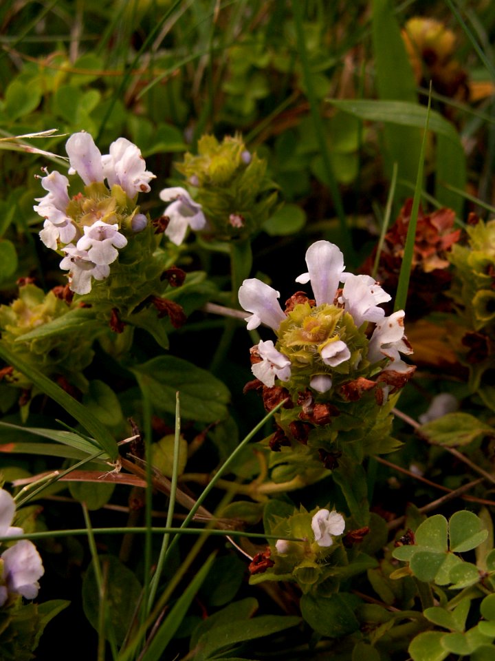 Prunella-vulgaris-white-2014-08-18-South-Side-Slopes-01