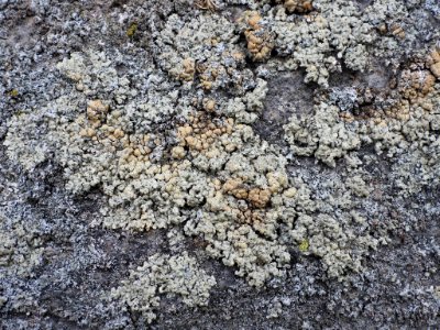 Protoparmeliopsis muralis 130798370