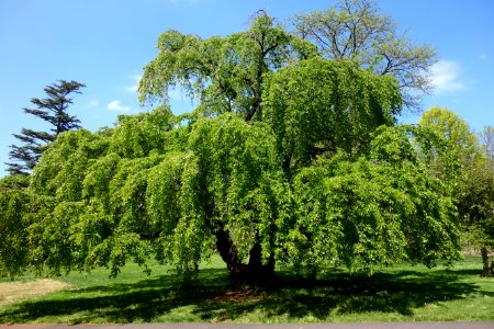 Prunus × yedoensis f. perpendens - Morris Arboretum - DSC00510