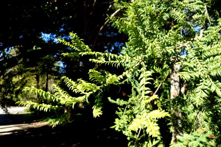 Prumnopitys ferruginea - San Francisco Botanical Garden - DSC09893