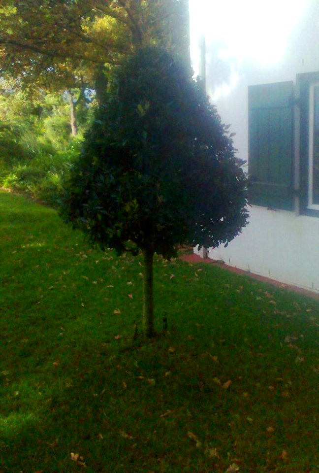 Pruned Ilex mitis tree - Franschhoek 3