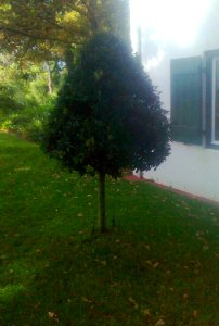 Pruned Ilex mitis tree - Franschhoek 3