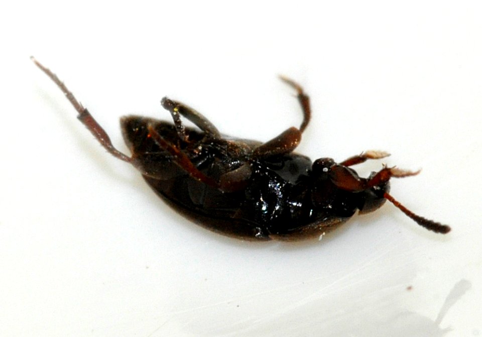 Ptomaphagus-varicornis-03-fws