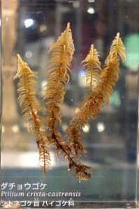 Ptilium crista-castrensis - National Museum of Nature and Science, Tokyo - DSC07517