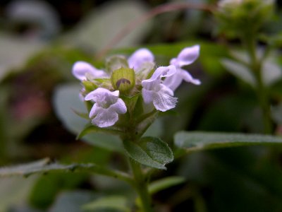 Prunella vulgaris, 2015-07-08, Mount Lebanon, 01