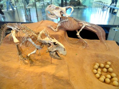 Protoceratops andrewsi - AMNH - DSC06314