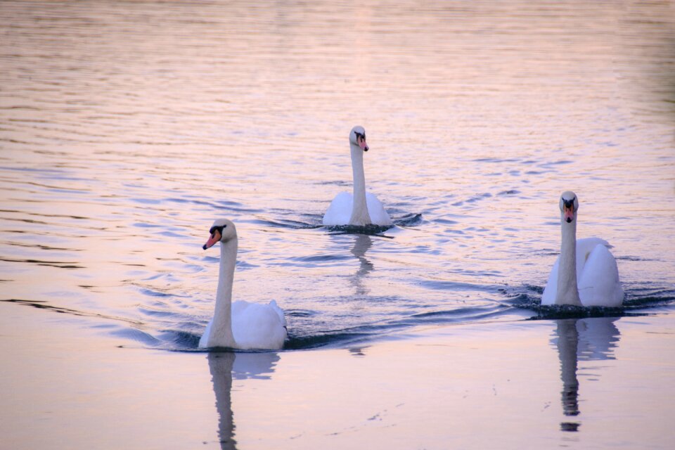 Animal swans waters