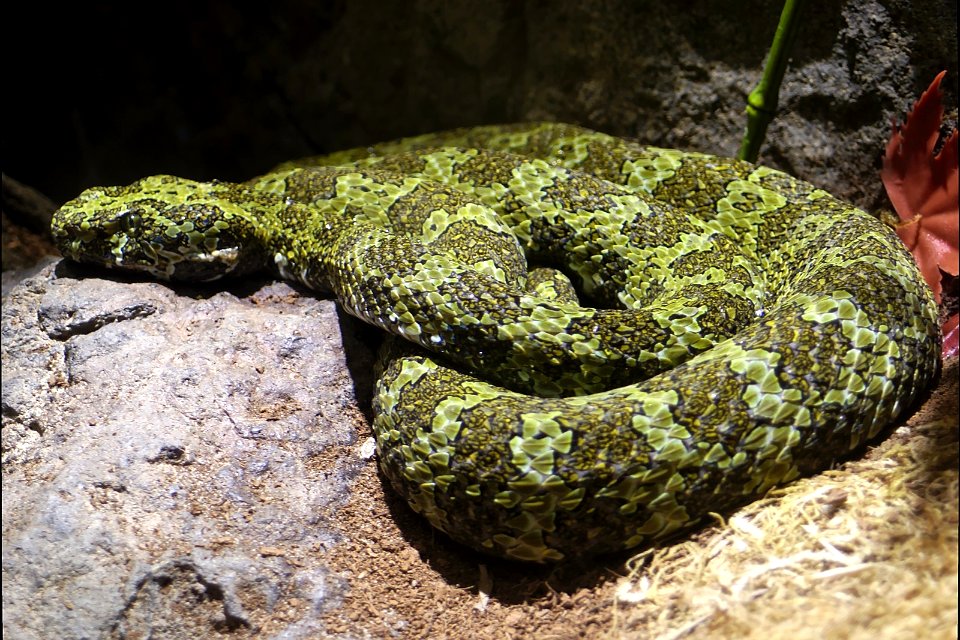Protobothrops mangshanensis mang pitviper LA zoo side
