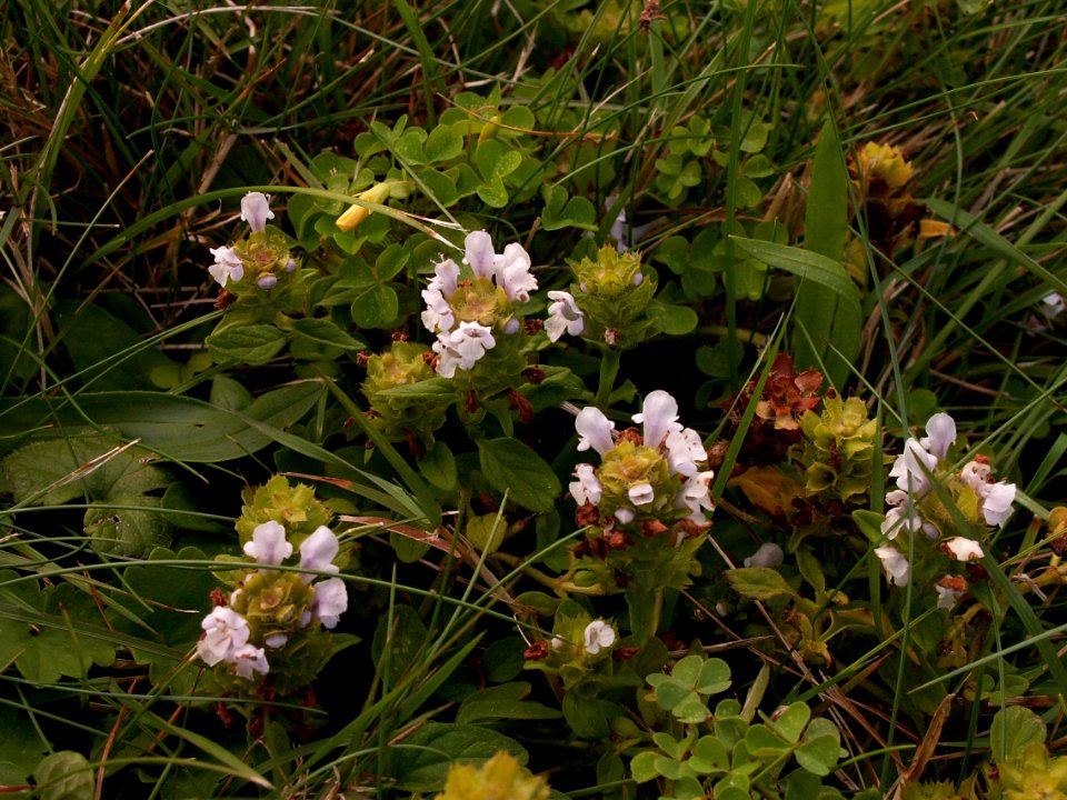 Prunella-vulgaris-white-2014-08-18-South-Side-Slopes-02