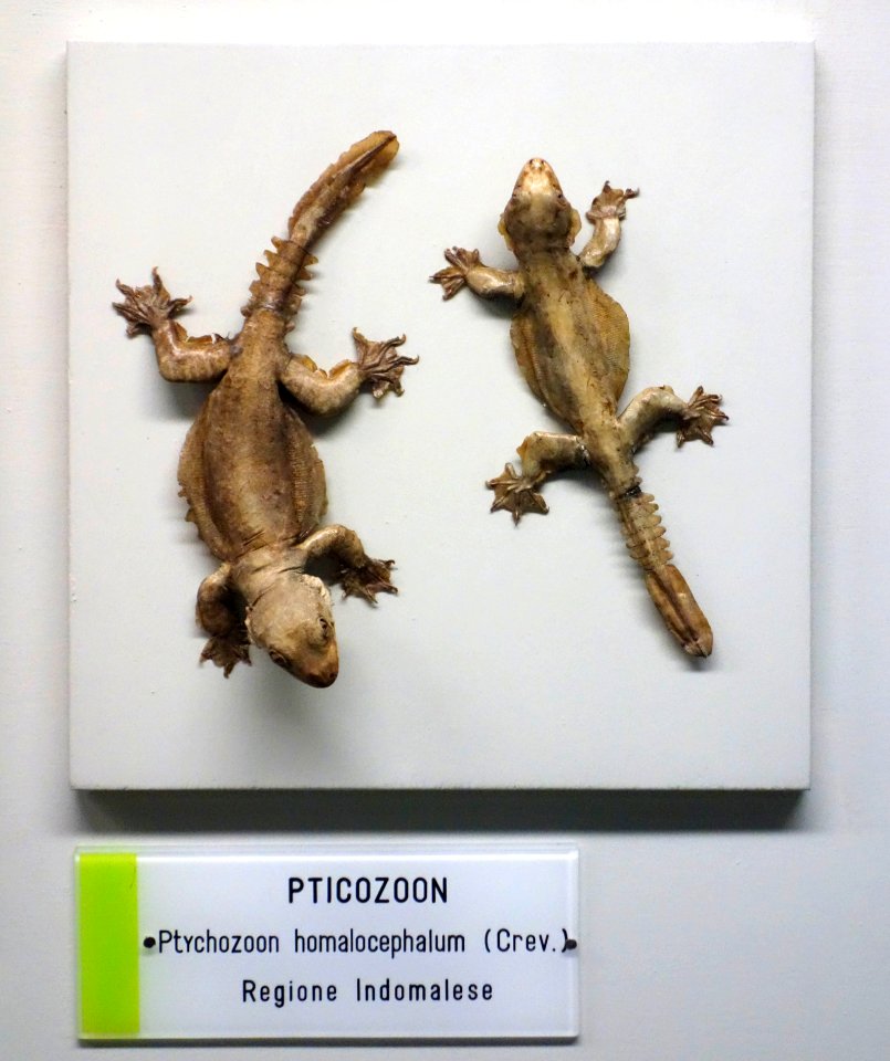 Ptychozoon kuhli (Ptychozoon homalocephalum) - Museo Civico di Storia Naturale Giacomo Doria - Genoa, Italy - DSC03190