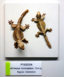 Ptychozoon kuhli (Ptychozoon homalocephalum) - Museo Civico di Storia Naturale Giacomo Doria - Genoa, Italy - DSC03190