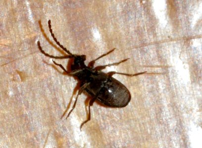 Ptinus-sexpunctatus-02-fws