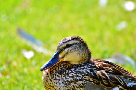 Bird poultry animal photo