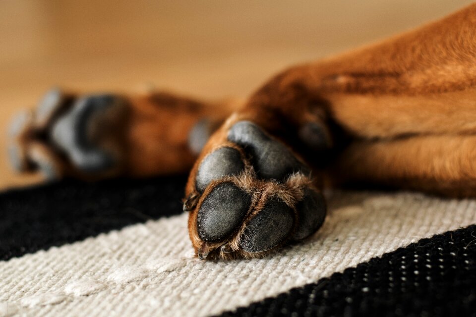 Dog paws animal paws close up