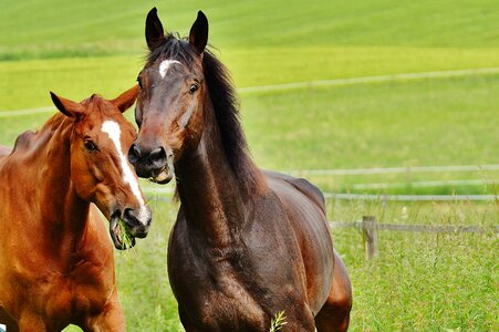 Stallion eat paddock