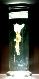 Protula intestinum - Museum fur Naturkunde, Berlin - DSC00127