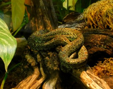 Protobothrops jerdonii xanthomelas