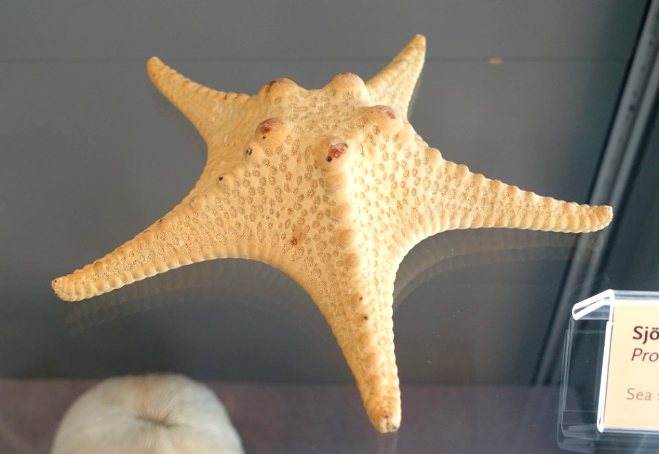 Protoreaster nodosus - Swedish Museum of Natural History - Stockholm, Sweden - DSC00711