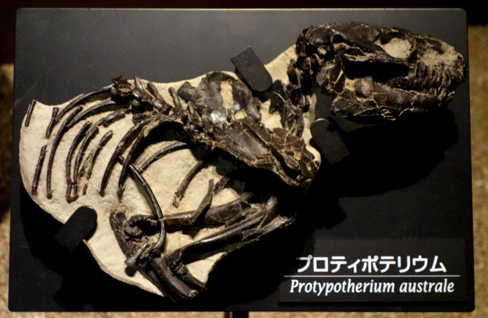 Protypotherium australe - National Museum of Nature and Science, Tokyo - DSC07782