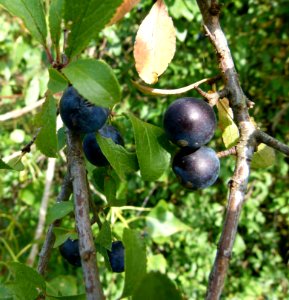 Prunelles sauvages