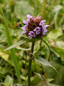 Prunella vulgaris, 2014-07-24, Cranberry Township, 01
