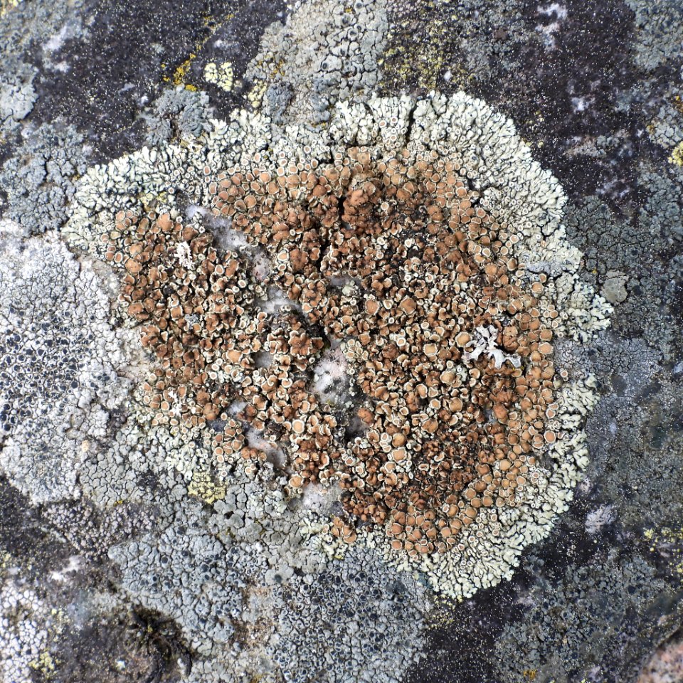 Protoparmeliopsis muralis 130779703