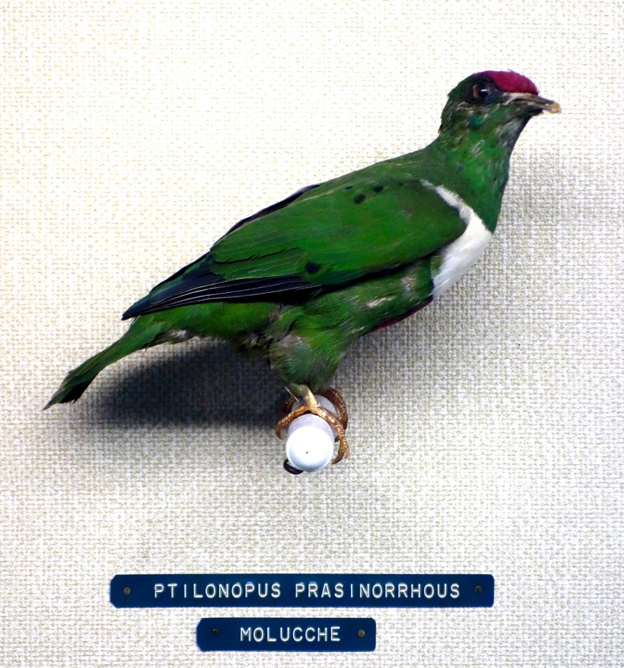 Ptilinopus rivoli prasinorrhous (Ptilonopus prasinorrhous) - Museo Civico di Storia Naturale Giacomo Doria - Genoa, Italy - DSC03154