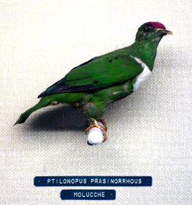 Ptilinopus rivoli prasinorrhous (Ptilonopus prasinorrhous) - Museo Civico di Storia Naturale Giacomo Doria - Genoa, Italy - DSC03154