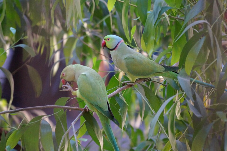 Birds lovebirds tree