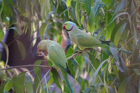 Birds lovebirds tree
