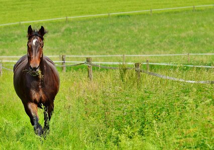 Eat paddock brown