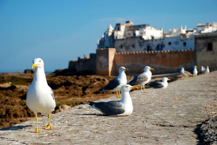 Costa sea seagull