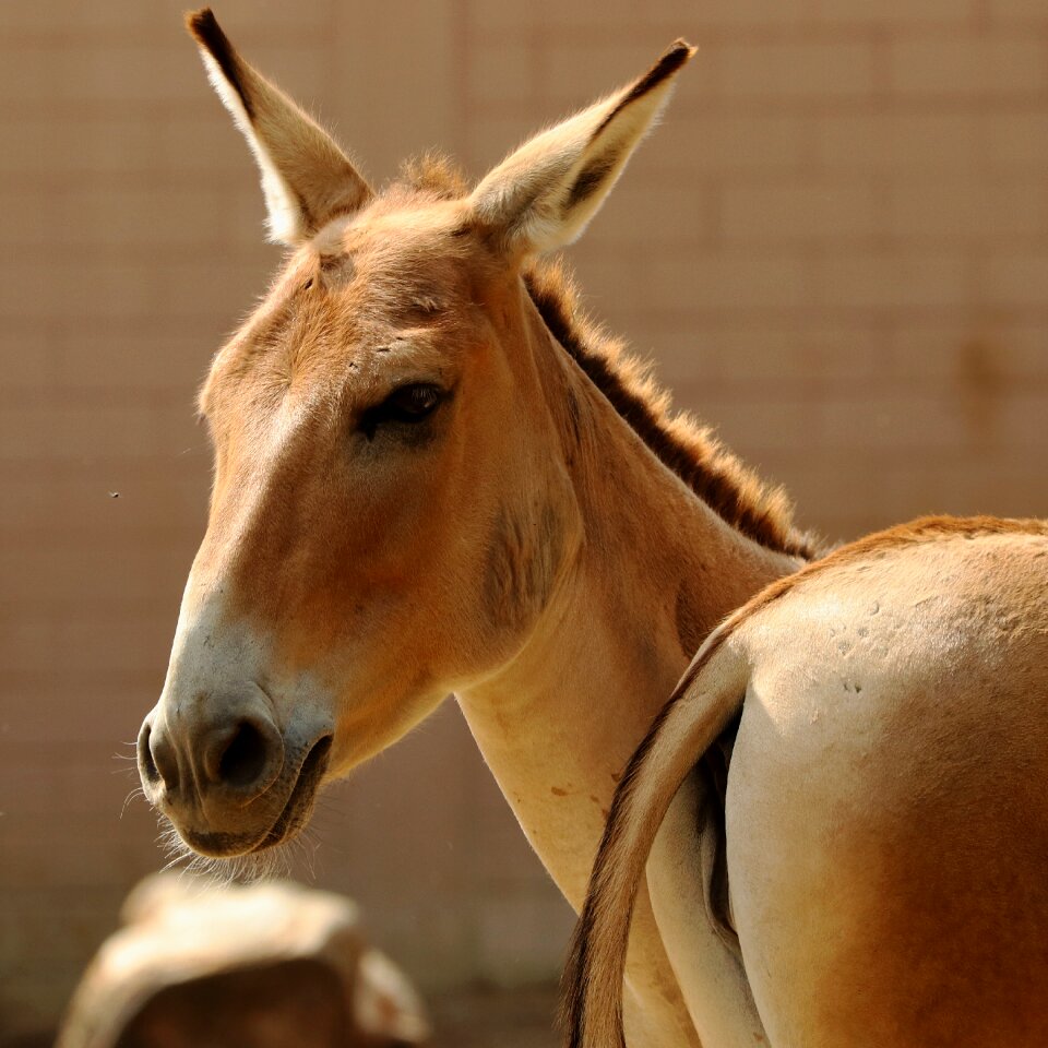 Animal africa african ass