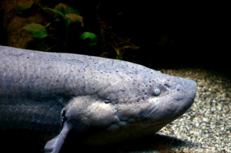 Protopterus annectens Aquarium Liège 30012016 2