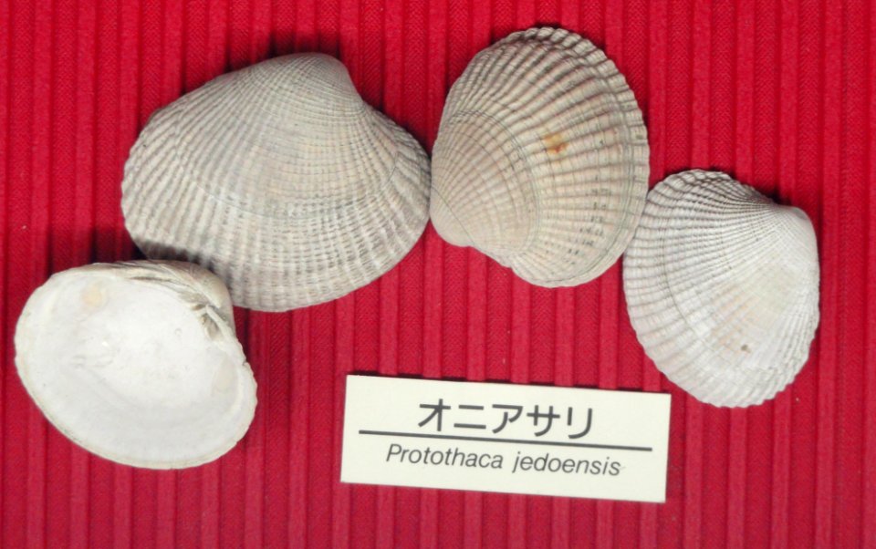 Protothaca jedoensis - Osaka Museum of Natural History - DSC07785