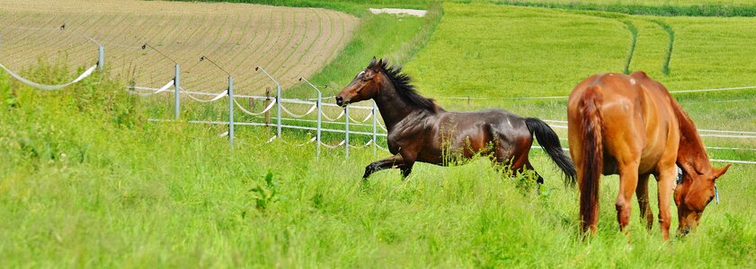 Stallion eat paddock