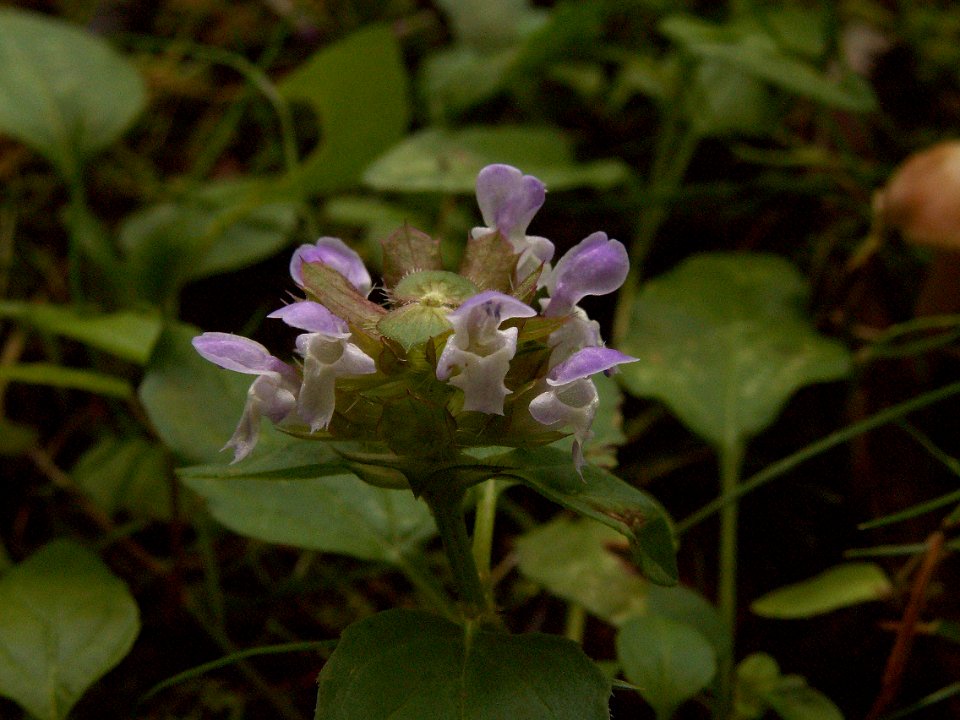 Prunella vulgaris, 2015-07-08, Mount Lebanon, 04