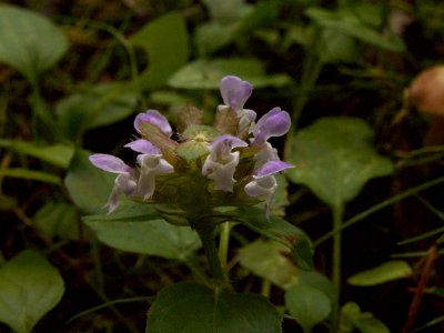 Prunella vulgaris, 2015-07-08, Mount Lebanon, 04