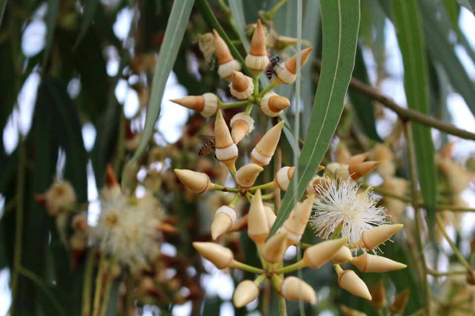 Flower eucalyptus blooming